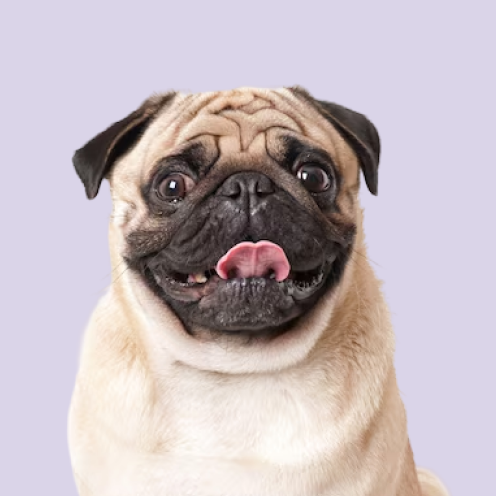 A happy pug
